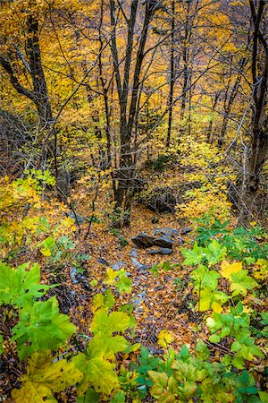 simsearch:700-06465637,k - Forest Floor and Trees in Autumn, Smugglers Notch, Lamoille County, Vermont, USA Foto de stock - Con derechos protegidos, Código: 700-06465622