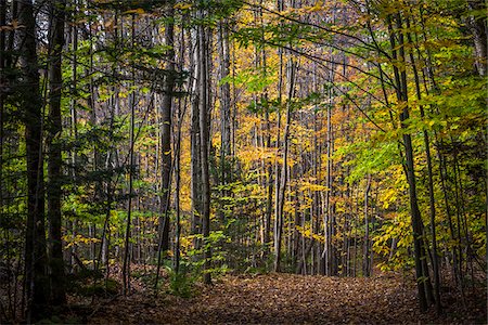 Hiking Trail Through Forest in Autumn, Moss Glen Falls Natural Area, C.C. Putnam State Forest, Lamoille County, Vermont, USA Foto de stock - Con derechos protegidos, Código: 700-06465635