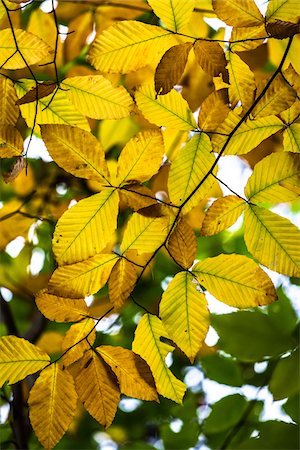 Yellow Autumn Leaves on Tree Branch Stockbilder - Lizenzpflichtiges, Bildnummer: 700-06465644