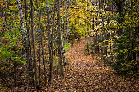 simsearch:700-06465627,k - Hiking Trail Through Forest in Autumn, Moss Glen Falls Natural Area, C.C. Putnam State Forest, Lamoille County, Vermont, USA Photographie de stock - Rights-Managed, Code: 700-06465645