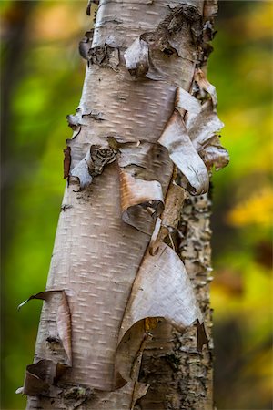 Close-Up of Peeling Birch Bark on Tree Trunk Stock Photo - Rights-Managed, Code: 700-06465647