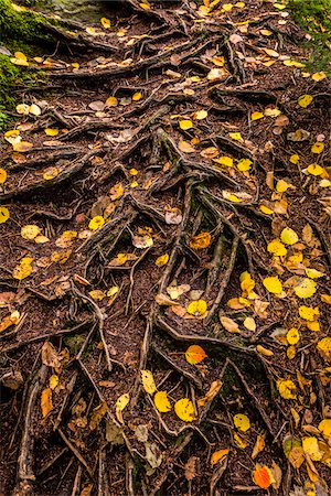 suelo forestal - Tree Roots and Fallen Autumn Leaves Foto de stock - Con derechos protegidos, Código: 700-06465642