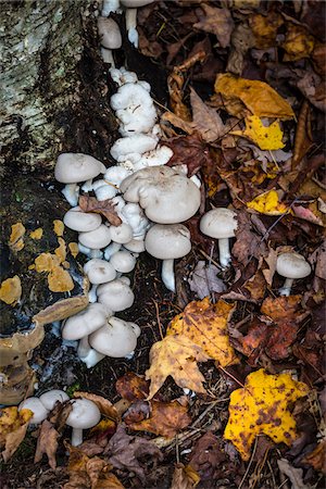 Close-Up of Mushroom Fungi Growing at Base of Tree in Autumn Stockbilder - Lizenzpflichtiges, Bildnummer: 700-06465655