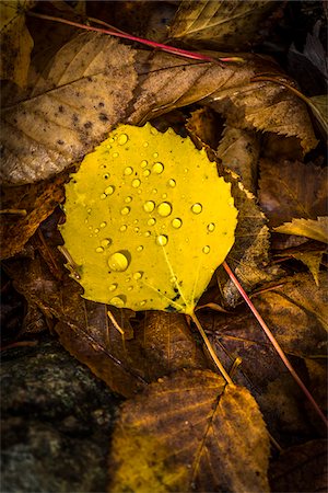 Close-Up of Yellow Autumn Leaf with Water Droplets Amongst Brown Decomposing Leaves Stockbilder - Lizenzpflichtiges, Bildnummer: 700-06465656