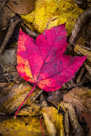 Close-Up of Red Maple Leaf on Forest Floor Amongst Brown Decomposing Leaves Stock Photo - Rights-Managed, Code: 700-06465658