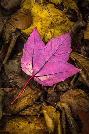 détails de la nature - Close-Up of Backside of Red Maple Leaf on Forest Floor Amongst Brown Decomposed Leaves Photographie de stock - Rights-Managed, Code: 700-06465659