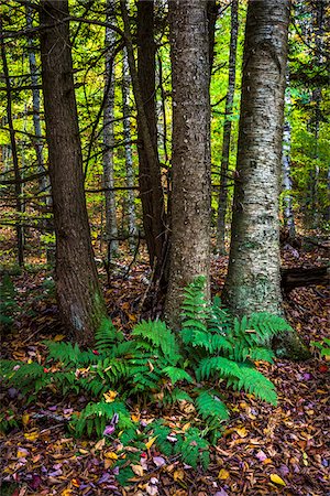 east coast states - Ferns and Tree Trunks in Forest in Autumn, Moss Glen Falls Natural Area, C.C. Putnam State Forest, Lamoille County, Vermont, USA Stock Photo - Rights-Managed, Code: 700-06465650