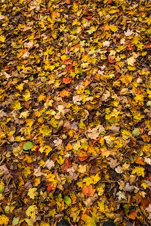 Autumn Leaves on Ground Foto de stock - Con derechos protegidos, Código: 700-06465665