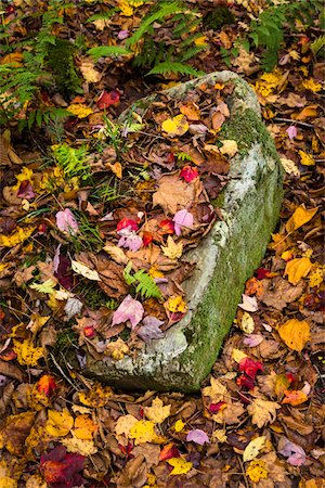 farn - Rock Nestled Amongst Fallen Autumn Leaves on Ground Stockbilder - Lizenzpflichtiges, Bildnummer: 700-06465666