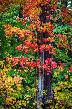 seasons changing - Close-Up of Tree with Red Autumn Leaves in Forest Stock Photo - Rights-Managed, Code: 700-06465668