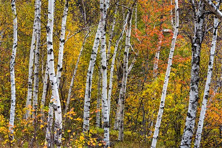 simsearch:700-06465630,k - Birch Trees in Forest in Autumn, White Mountain National Forest, New Hampshire, USA Fotografie stock - Rights-Managed, Codice: 700-06465669