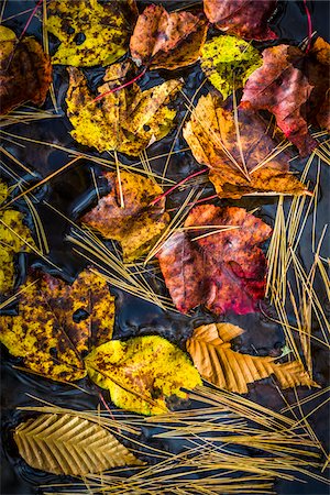 Autumn Leaves Floating on Water Surface Stockbilder - Lizenzpflichtiges, Bildnummer: 700-06465661