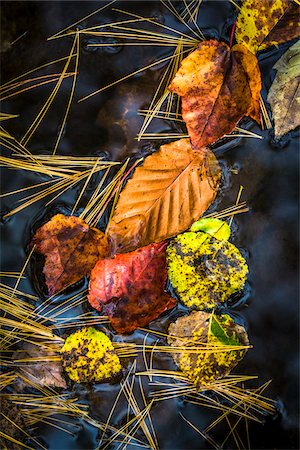 detalles de la naturaleza - Autumn Leaves Floating on Water Surface Foto de stock - Con derechos protegidos, Código: 700-06465663