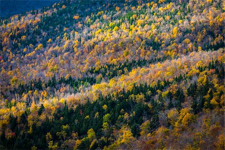 Overview of Mixed Forest in Autumn on Mountainside, White Mountain National Forest, White Mountains, New Hampshire, USA Stockbilder - Lizenzpflichtiges, Bildnummer: 700-06465677