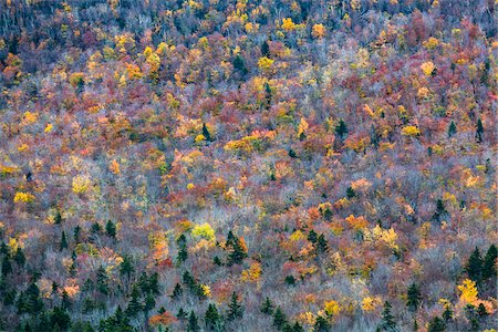 simsearch:700-06465627,k - Trees with Autumn Leaves Interspersed with Bare Trees on Mountainside, White Mountain National Forest, White Mountains, New Hampshire, USA Photographie de stock - Rights-Managed, Code: 700-06465679