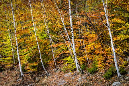 Birch Trees and Forest in Autumn, White Mountain National Forest, New Hampshire, USA Foto de stock - Direito Controlado, Número: 700-06465671