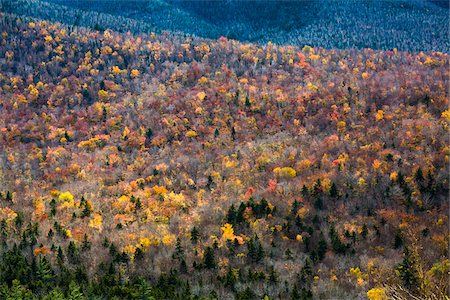 simsearch:700-06465720,k - Trees with Autumn Leaves Interspersed with Bare Trees on Mountainside, White Mountain National Forest, White Mountains, New Hampshire, USA Photographie de stock - Rights-Managed, Code: 700-06465687