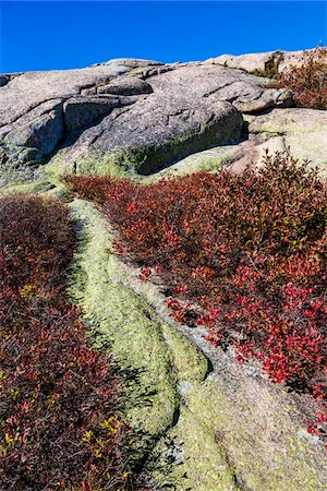 Vegetation in Rocky Landscape, Acadia National Park, Mount Desert Island, Hancock County, Maine, USA Stockbilder - Lizenzpflichtiges, Bildnummer: 700-06465706