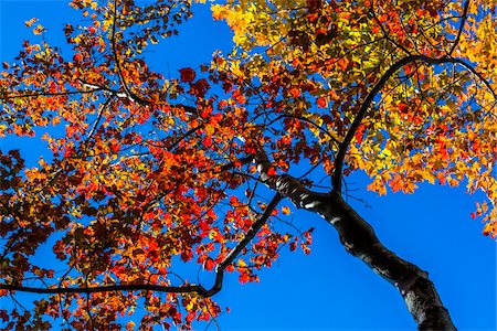 Low Angle View of Deciduous Tree in Autumn Against Blue Sky Stock Photo - Rights-Managed, Code: 700-06465722