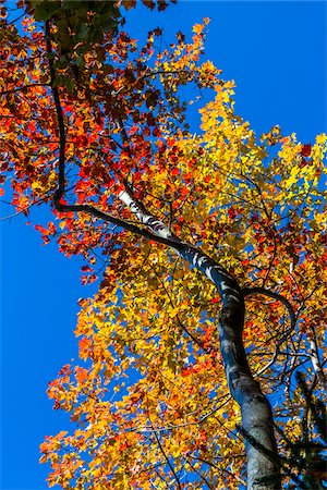 Low Angle View of Colorful Tree in Autumn Against Blue Sky Stock Photo - Rights-Managed, Code: 700-06465723