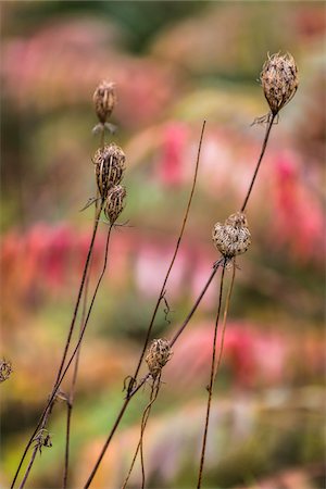 dried flower - Close-Up of Dried Queen Anne's Lace Photographie de stock - Rights-Managed, Code: 700-06465731