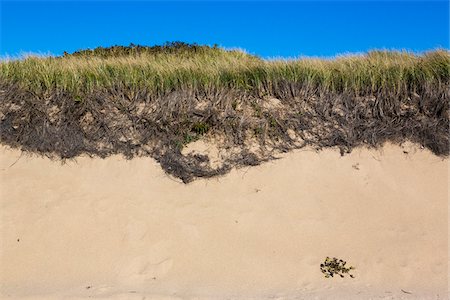 Long Grass Growing on Sand Dune, Race Point, Cape Cod, Massachusetts, USA Stock Photo - Rights-Managed, Code: 700-06465807