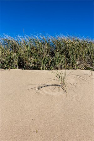 Long Grass on Sand Dune, Race Point, Cape Cod, Massachusetts, USA Photographie de stock - Rights-Managed, Code: 700-06465809