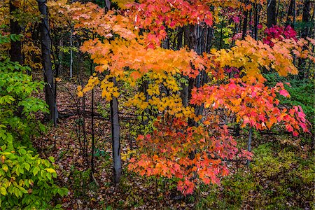 Fall Leaves in Forest Foto de stock - Con derechos protegidos, Código: 700-06465835