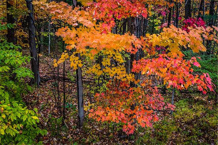 foglie d'autunno - Fall Leaves in Forest Fotografie stock - Rights-Managed, Codice: 700-06465835