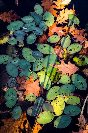 Looking Down on Oak Leaves and Lily Pads Floating on Water in Autumn Photographie de stock - Rights-Managed, Code: 700-06465832