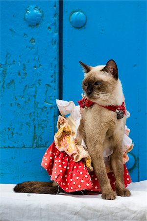 siamés - Cat Wearing Costume Sitting in front of Blue Door, Old Havana, Havana, Cuba Foto de stock - Con derechos protegidos, Código: 700-06465922