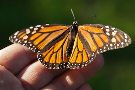 extreme close up bugs - Close-up of Monarch Butterfly on Hand, Ardenwood Regional Preserve, Fremont, California, USA Stock Photo - Rights-Managed, Code: 700-06471346