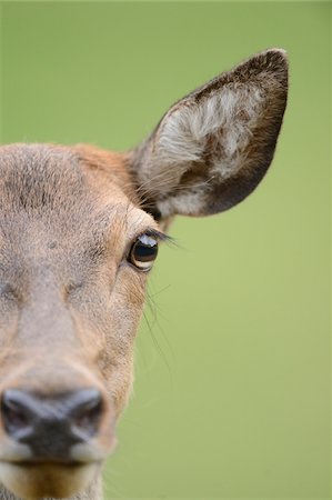 Close-Up of Red Deer's Face (Cervus elaphus) Foto de stock - Con derechos protegidos, Código: 700-06486492