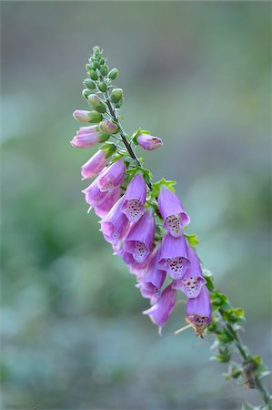 purple flower - Common Foxglove (Digitalis purpurea) Foto de stock - Con derechos protegidos, Código: 700-06486493