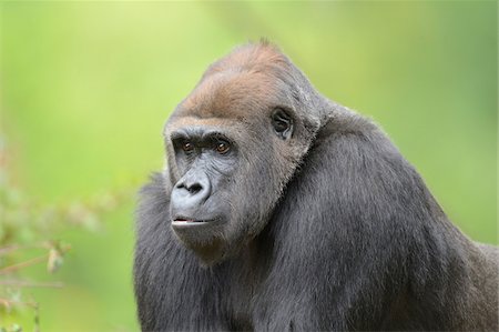 primat - Western Lowland Gorilla (Gorilla gorilla gorilla) Stockbilder - Lizenzpflichtiges, Bildnummer: 700-06486501