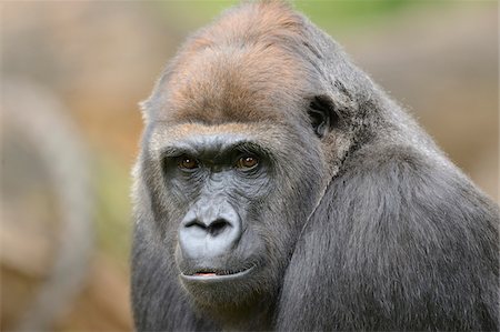 primate - Close-Up of Western Lowland Gorilla (Gorilla gorilla gorilla) Fotografie stock - Rights-Managed, Codice: 700-06486503