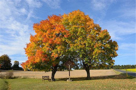 Bench and Crucifix Beneath Field Maple Trees by Side of Road in Autumn, Upper Palatinate, Bavaria, Germany Photographie de stock - Rights-Managed, Code: 700-06486512