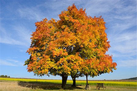 Bench and Crucifix Beneath Field Maple Trees in Autumn, Upper Palatinate, Bavaria, Germany Stock Photo - Rights-Managed, Code: 700-06486513