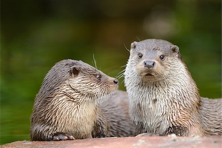 river otter (animal) - Two European Otters (Lutra lutra) Lying on Rock Stock Photo - Rights-Managed, Code: 700-06486524