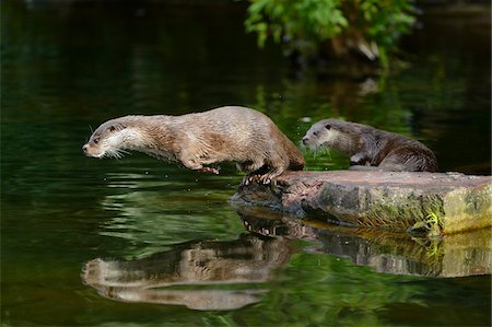 Two European Otters (Lutra lutra) Jumping into Water from Rock Photographie de stock - Rights-Managed, Code: 700-06486525