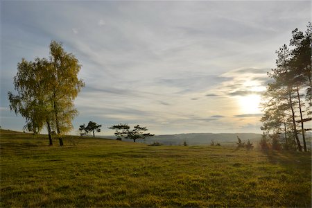 Birch Trees in Field in Autumn, Upper Palatinate, Bavaria, Germany Photographie de stock - Rights-Managed, Code: 700-06486520