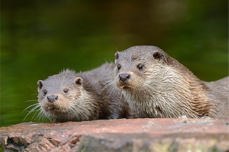 Two European Otters (Lutra lutra) Lying on Rock Stock Photo - Rights-Managed, Code: 700-06486523