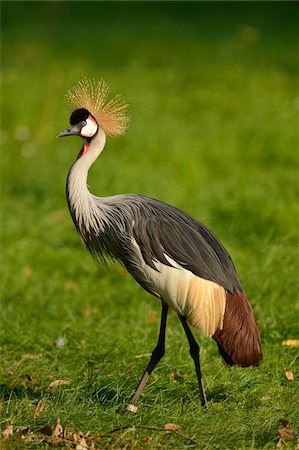 plumage - Grey Crowned Crane (Balearica regulorum) Walking in Grass Stock Photo - Rights-Managed, Code: 700-06486534