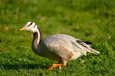 plumage - Bar-Headed Goose (Anser indicus) Walking in Grass Stock Photo - Rights-Managed, Code: 700-06486535