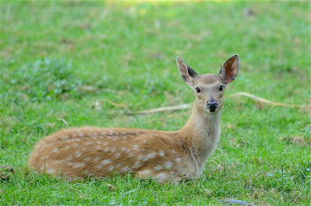 david & micha sheldon - Young Dybowski's Sika Deer (Cervus hortulorum nippon) Lying on Grass Foto de stock - Con derechos protegidos, Código: 700-06486536