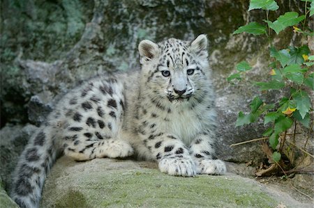 panthers - Snow Leopard (uncia uncia) Cub Lying on Rock Foto de stock - Con derechos protegidos, Código: 700-06486530