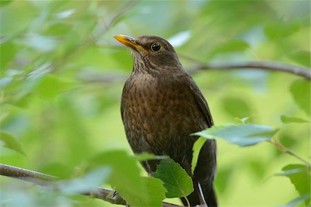 songbird - Blackbird (Turdus merula) on Tree Branch Stock Photo - Rights-Managed, Code: 700-06486532