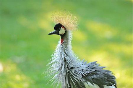 Gray Crowned Crane (Balearica regulorum) with Ruffled Feathers Foto de stock - Con derechos protegidos, Código: 700-06486533