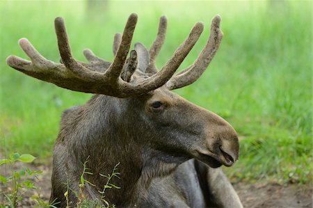 elch - Close-Up of Moose (Alces alces) with Antlers Lying Down, Bavaria, Germany Stockbilder - Lizenzpflichtiges, Bildnummer: 700-06486556