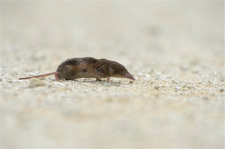 prudenza - Mediterranean Water Shrew (Neomys anomalus) Scurrying Across Gravel Road Fotografie stock - Rights-Managed, Codice: 700-06486551